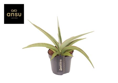 Sansevieria Comet Pastel Grey No. 2