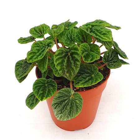 Peperomia Caperata Luna Green