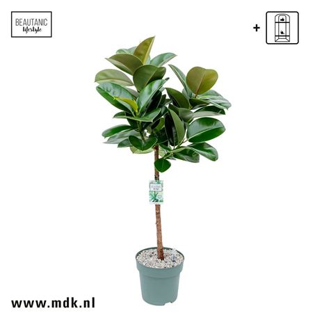Ficus El Makana On Stem + Watermeter
