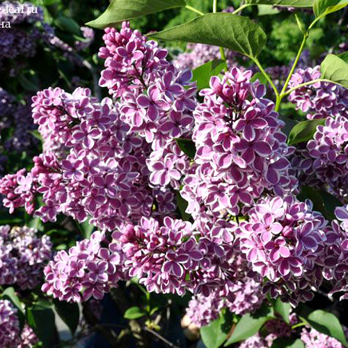 Сирень обыкновенная Сенсейшен в тубе