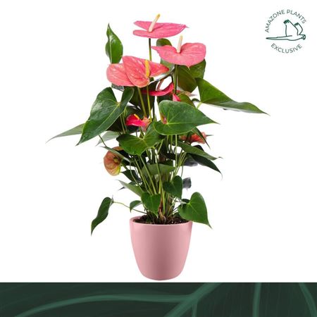 Anth An Pink 4+ Ceramic (amazone)