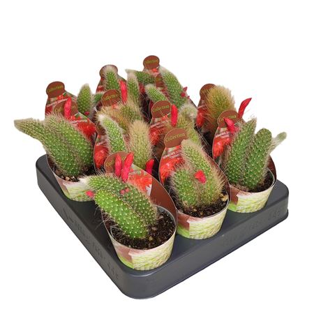 Hildewintera Colademononis Potcover