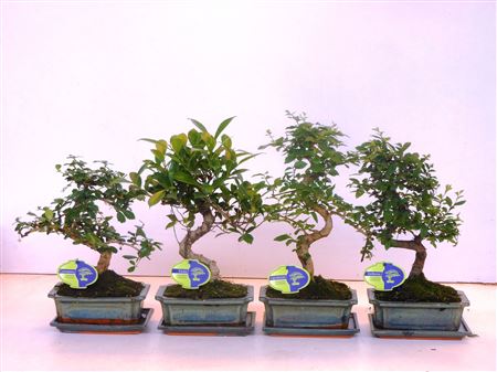 Bonsai Mix Shape With Drip Tray