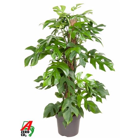 Monstera Minima Mosspole
