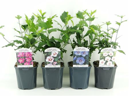 Hibiscus Syriacus Mix