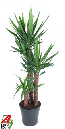 Yucca 90-60-30 3+