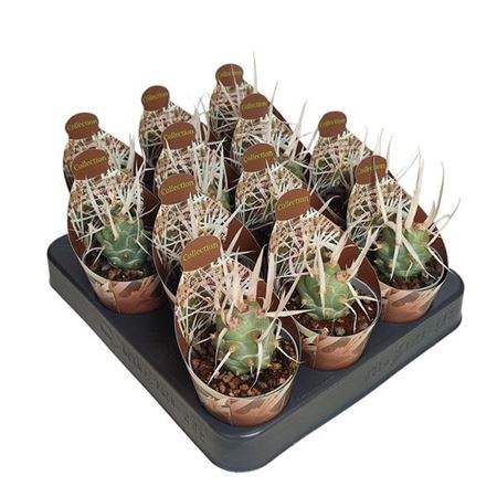 Tephrocactus Articulatus Papyracanthus Potcover