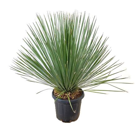Dasylirion Serratifoliom