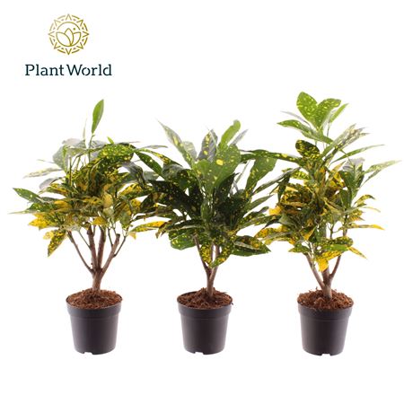 Codiaeum Gold Dust On Stem( Decorum)