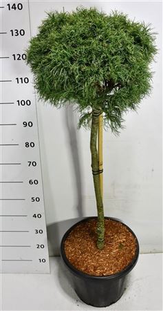 Pinus Strobus Green Twist On Stem