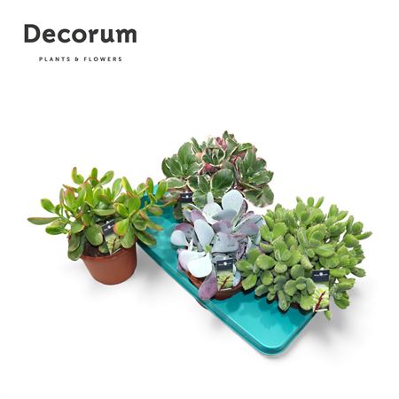 Succulent Mix (4spc.) (decorum) +steker