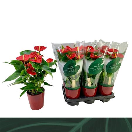 Anth An Aristo Red Ceramic 5+ (amazone)