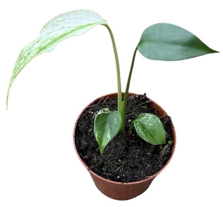 Monstera Devil Monster