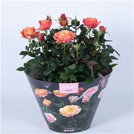 Rosa Orange Excellent Bowl