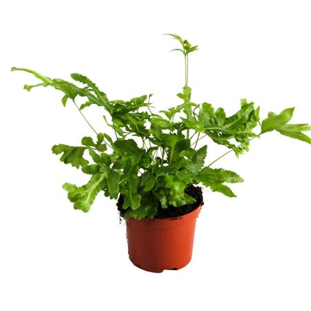 Pteris Cretica Mayi.