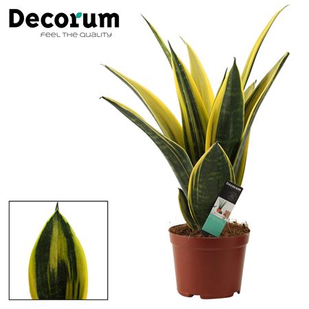 Sansevieria Golden Flame (decorum)