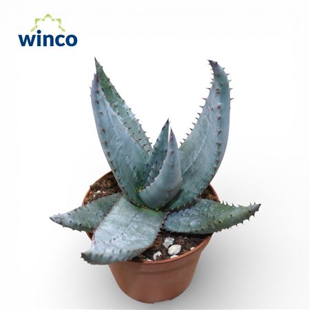 Aloe Ferox