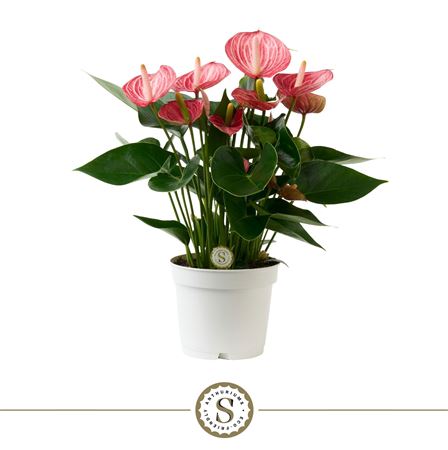 Anth An Livium Briljante