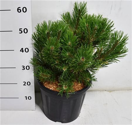 Pinus Mugo Winter Gold