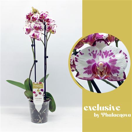 Phal 2st Viola 16+ (phalaenova)