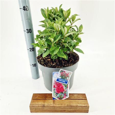 Buddleja Dav Butterfly Candy Little Ruby