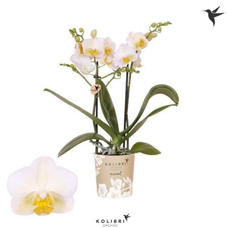 Phal Little Kolibri 2st Hawaii 22+ (ok)