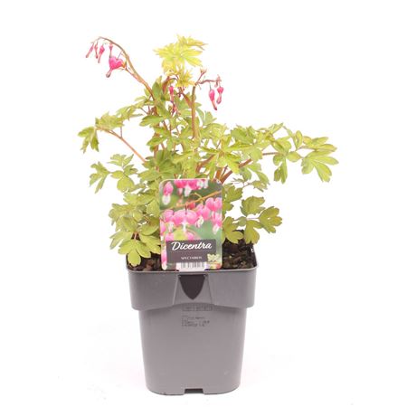 Dicentra Spectabilis