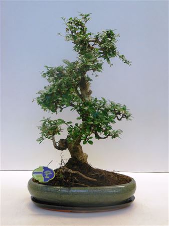 Bonsai Carmona Macrophylla, 39cm., Shape, With Dri