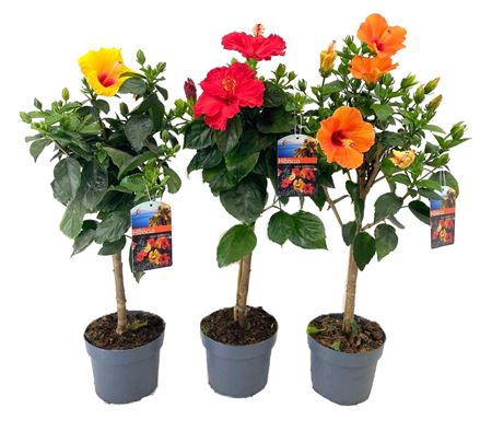 Hibiscus Rosa On Stem