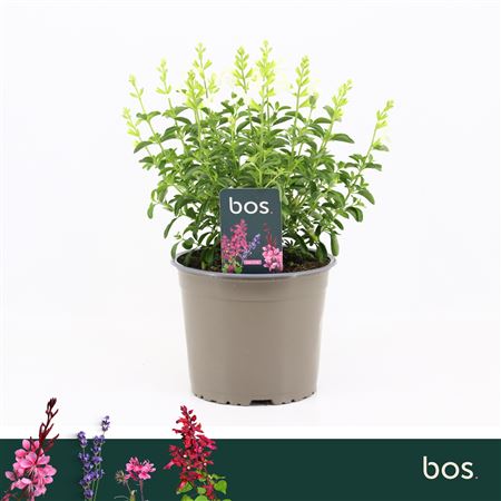 Salvia Greggii Mirage White
