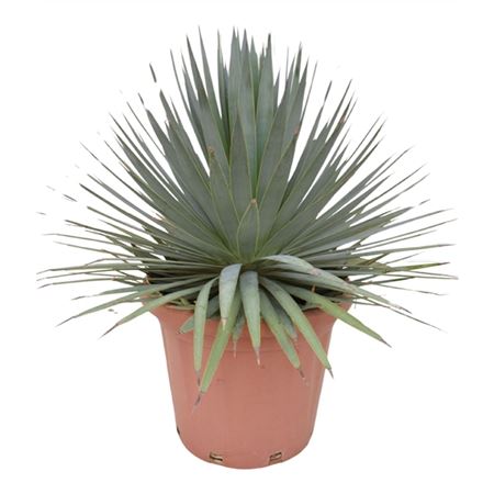 Agave Dasyliriodes