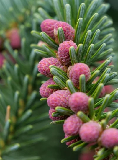 Пихта испанская Глаука