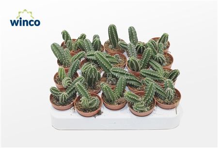 Echinocereus Scheeri Gentyi