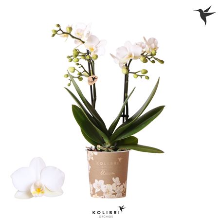 Phal 2st Blossom Zurich 30+ (ok)