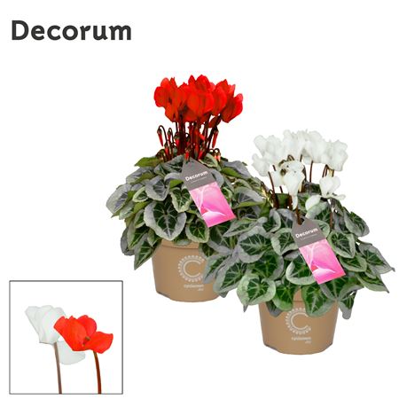 Cyclamen Picasso Xmas Mix (decorum)