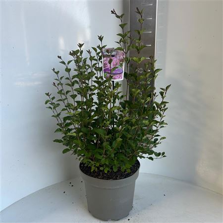 Syringa Meyeri Flowerfesta Pink