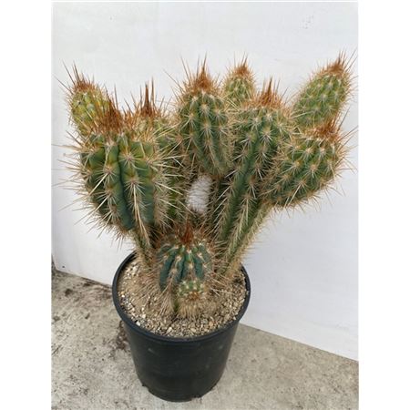 Pilosocereus Gounellei