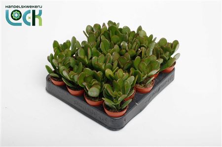 Crassula Argentea