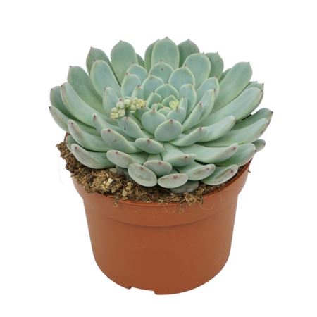 Echeveria Texensis Hybride