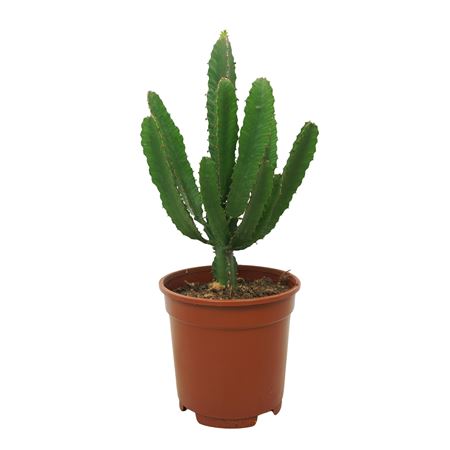 Euphorbia Triangularis