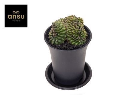Gymno Spineless Crested
