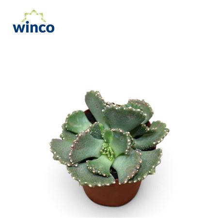 Aloinopsis Malherbei
