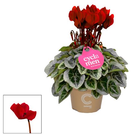 Cyclamen Picasso Wine Red
