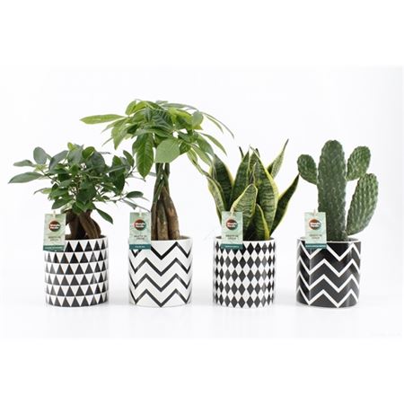 Плант Микс в керамике