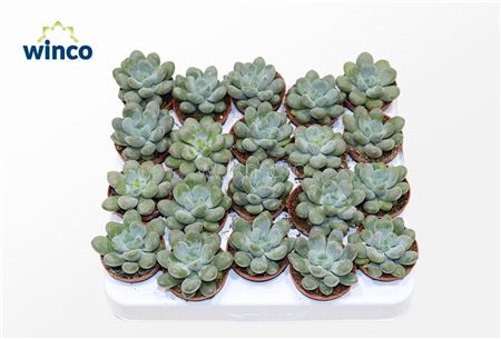 Pachyphytum Cuicatecanum