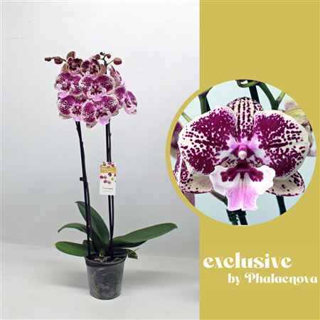 Phal 2st Wioletta 16+ (phalaenova)