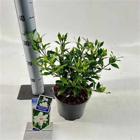 Gardenia Jasminoides Fool Proof
