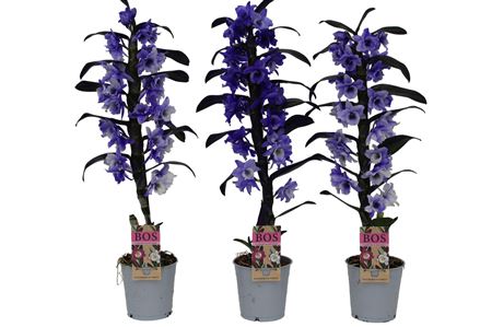 Dendr Nob 1st Painted Purple (injected)