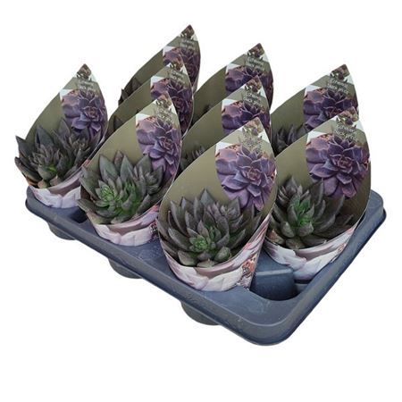 Echeveria Black Prince With Potcover