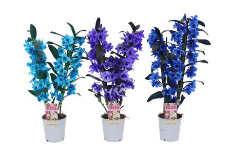 Dendr Nob 2st Painted Blue Purple (spray Painted)
